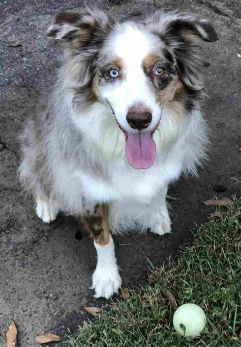 australian shepherds for adoption georgia.